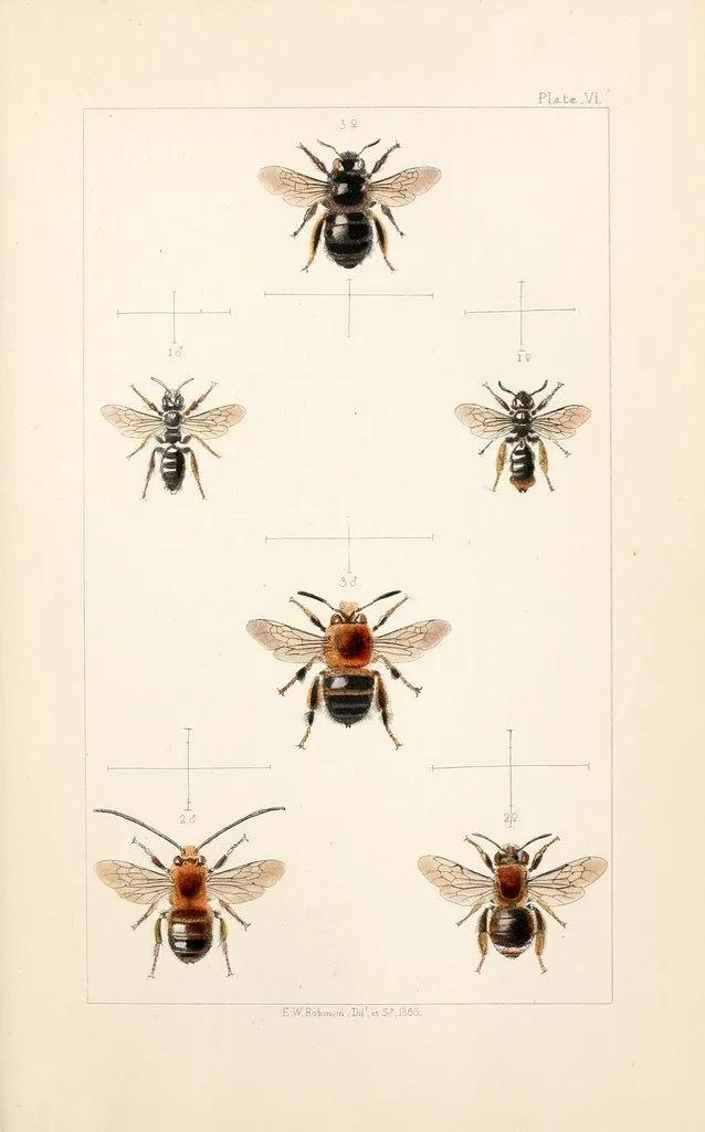 Bee specimen plate (Plate VI) showing six bees including a central orange-banded queen, with measurement reference marks.