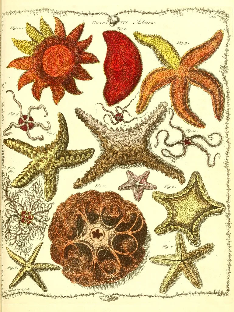 Marine zoology plate of eight starfish species in varied colors, illustrating the five-fold symmetry shared across the family.