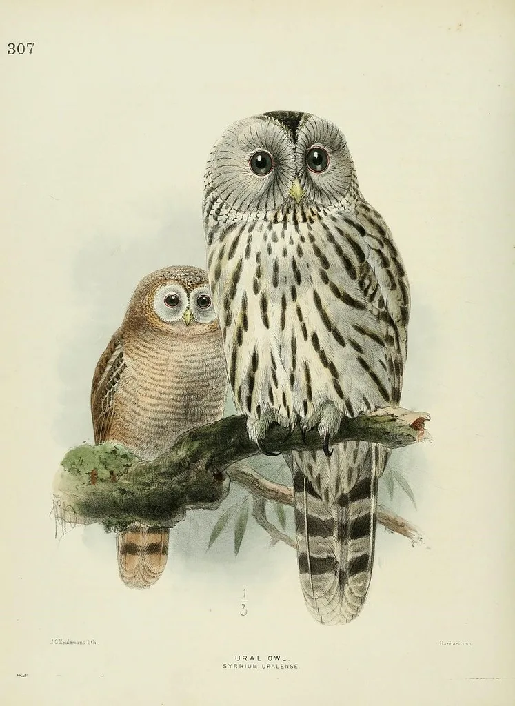Ornithological plate of an adult Ural Owl (Syrnium uralense) on a branch with a young owlet beside it.