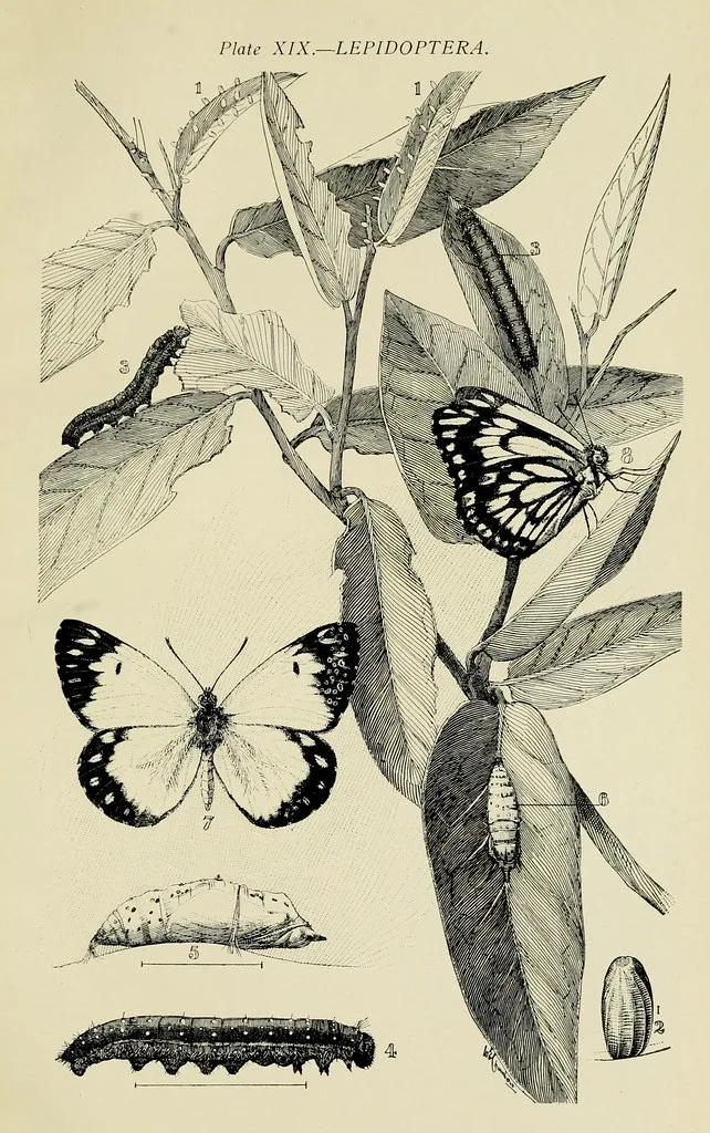 Vertical Lepidoptera plate (Plate XIX) showing the full butterfly lifecycle on one branch — feeding caterpillar, hanging chrysalis, adult butterfly, and a separate caterpillar study.