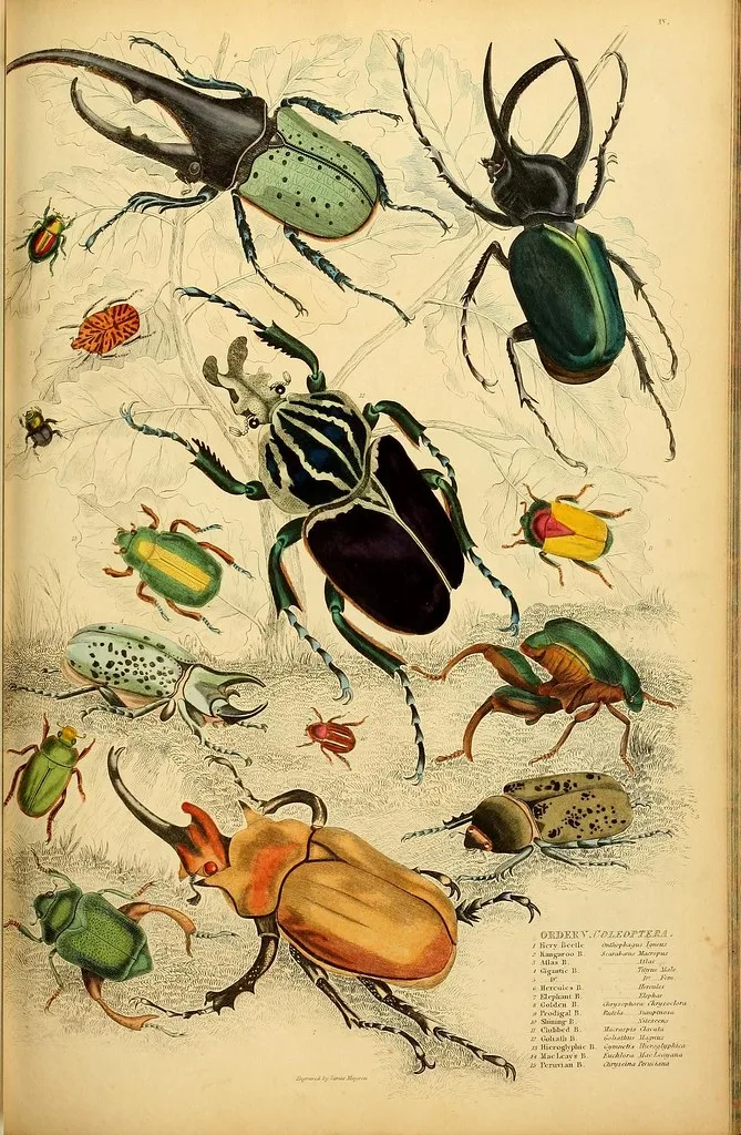 Entomological plate of a dozen distinct beetle species (Coleoptera) in varied colors and shapes.