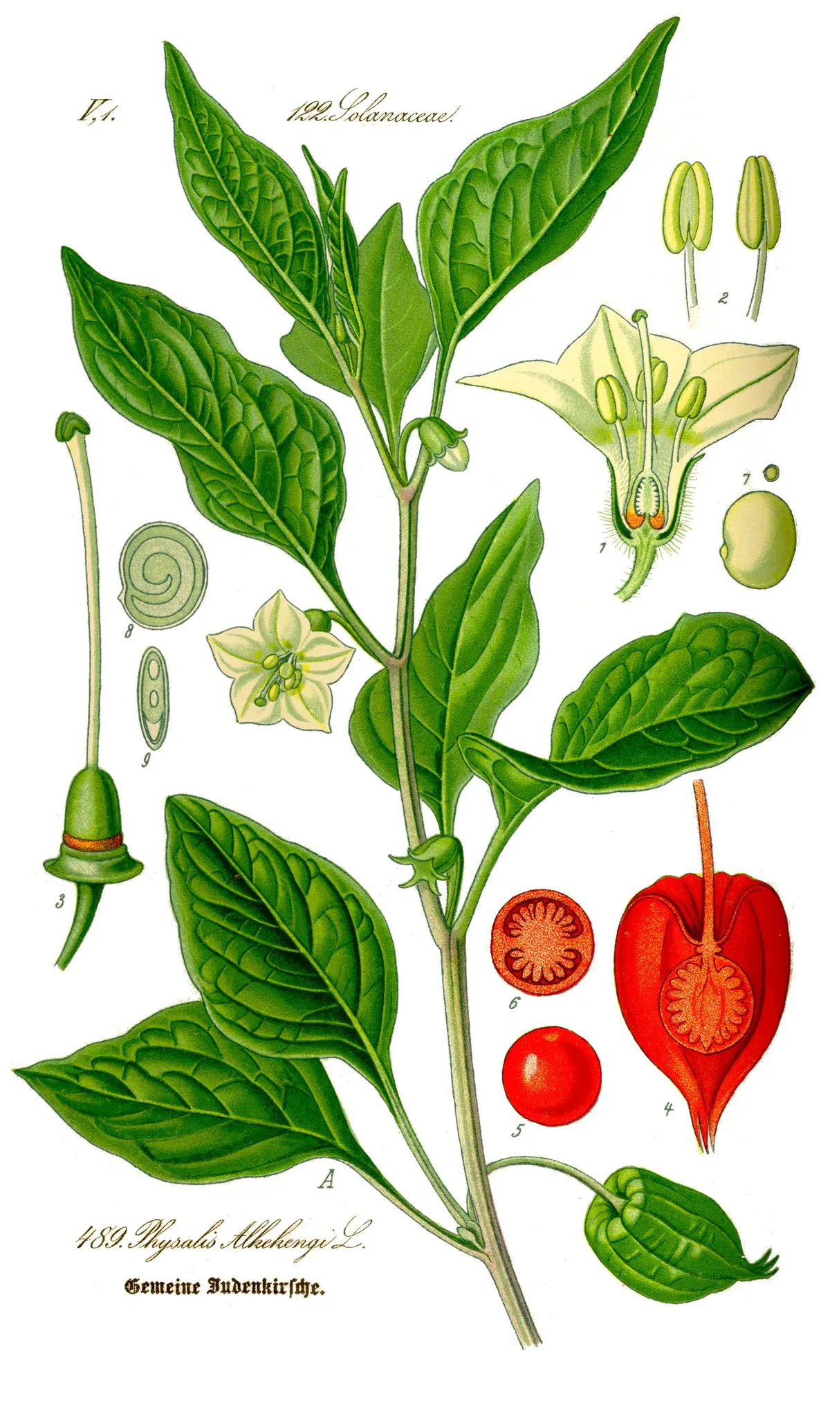 Botanical plate of Physalis alkekengi with numbered anatomical details: leaves, flower, husk and fruit in cross-section. Thomé, 1885.