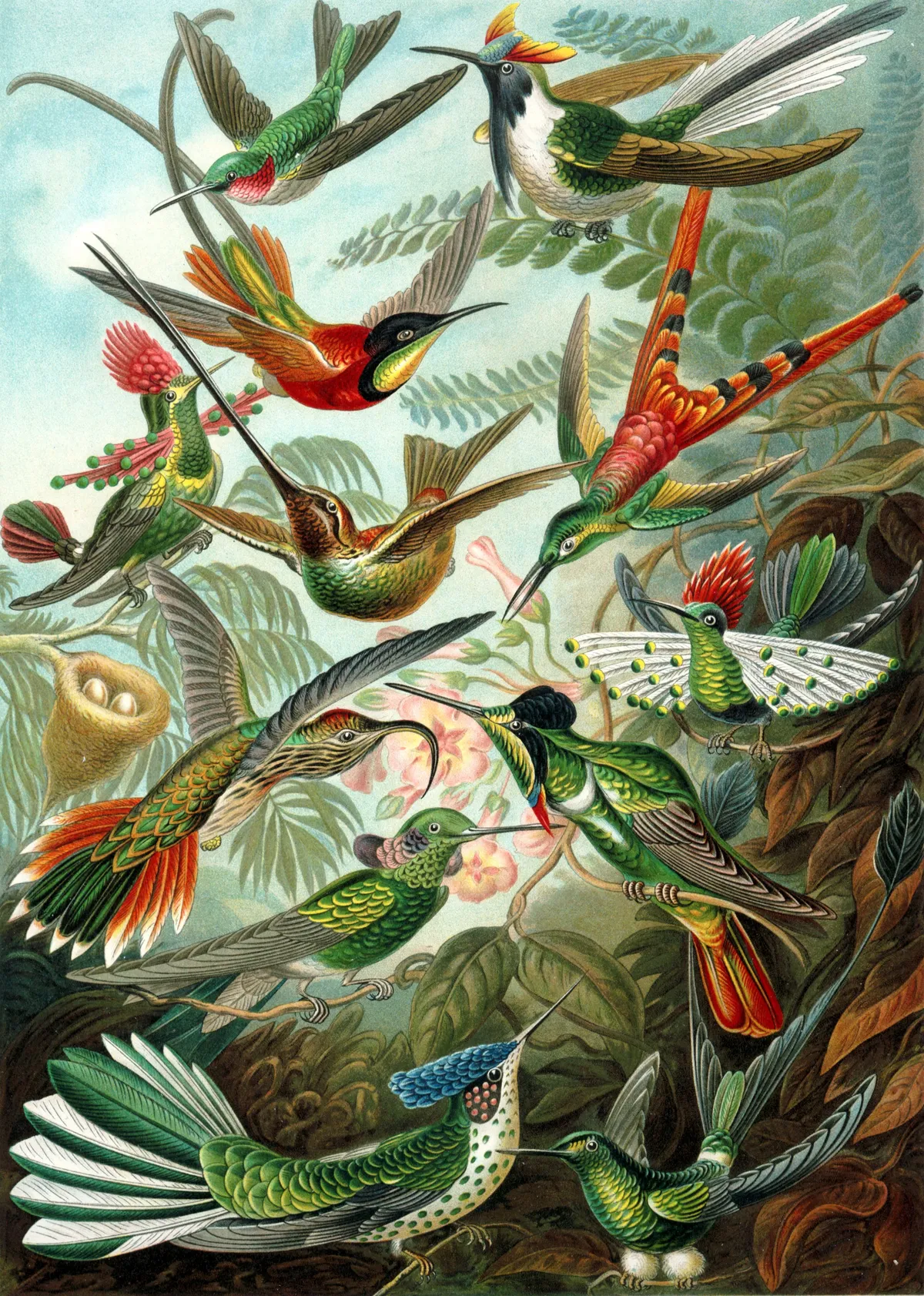 Ernst Haeckel's Trochilidae plate: a dozen hummingbirds in flight among ferns and blossoms.