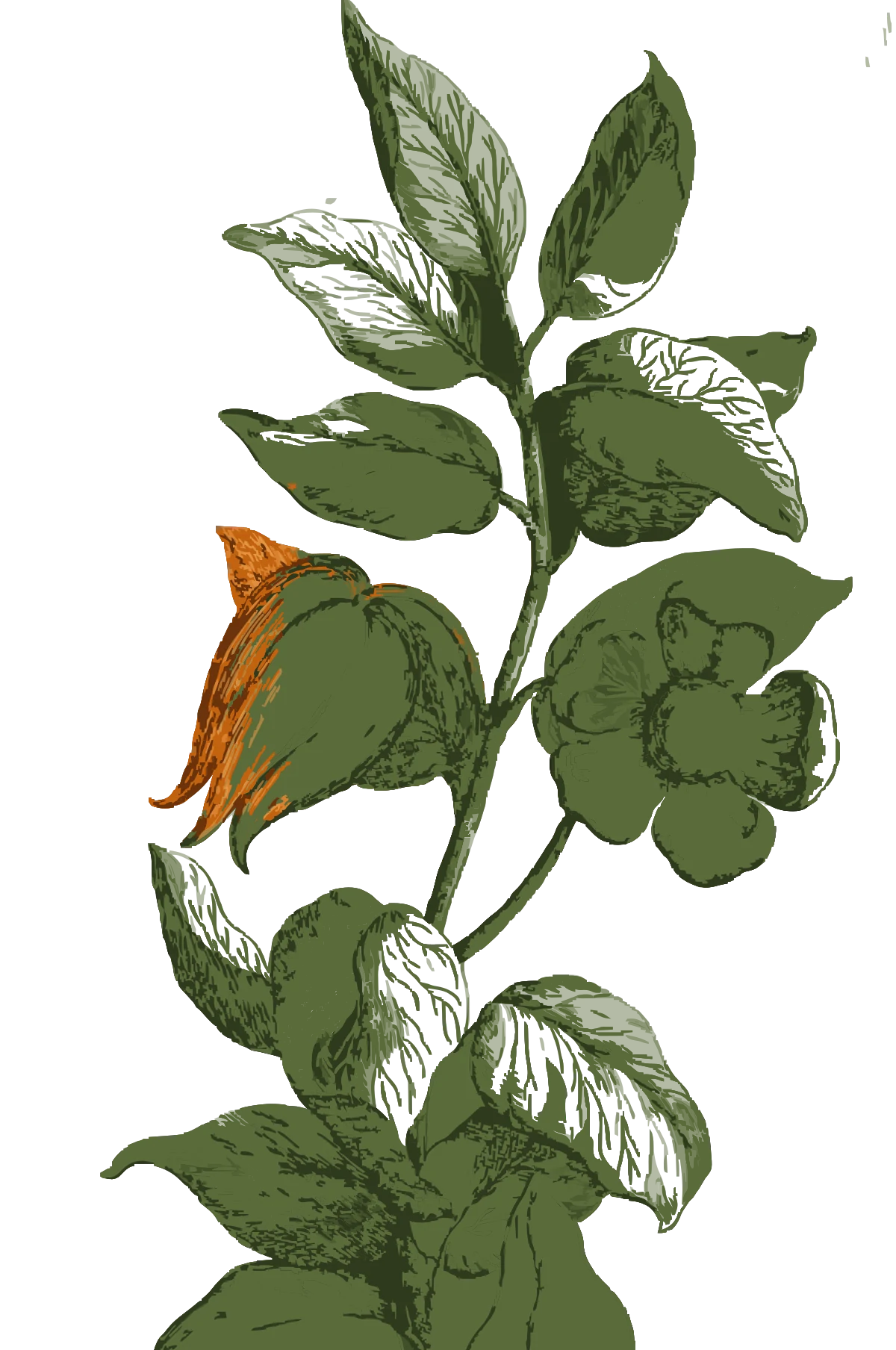 Botanical engraving of Alkekengi officinarum (Physalis alkekengi) from Pierre Joseph Garidel, Histoire des plantes qui naissent aux environs d'Aix-en-Provence, 1715.